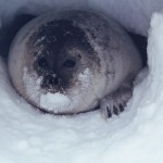 a ringed seal looks out from its snow cave