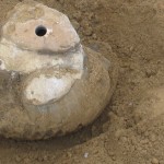 A giant ammonite fossil in Antarctica