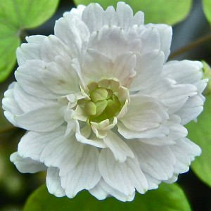 Thalictrum thalictroides silenced Thalictrum thalictroides, or rue anemone, with gene for sexual organs silenced
