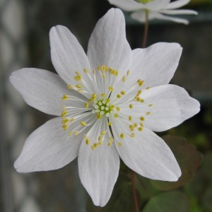 Thalictrum thalictroides wild-type Wild type T. Thalictroides, or rue anemone