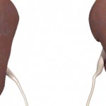 Human kidneys.