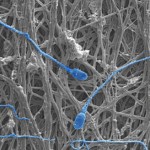 Magnified image of fibers and sperm