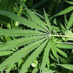 Marijuana leaves.