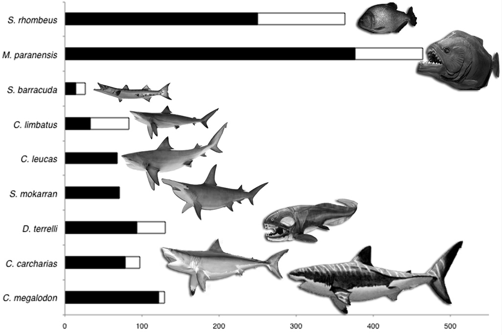 Bars show bite forces of nine speices of marien fishes