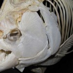 Head, teeth and ribs of a piranha skeleton