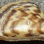 An invasive zebra mussel.