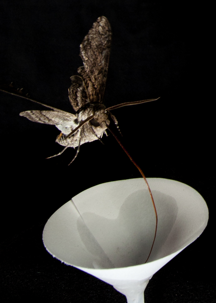 Moth hovers over paper flower emitting key odors