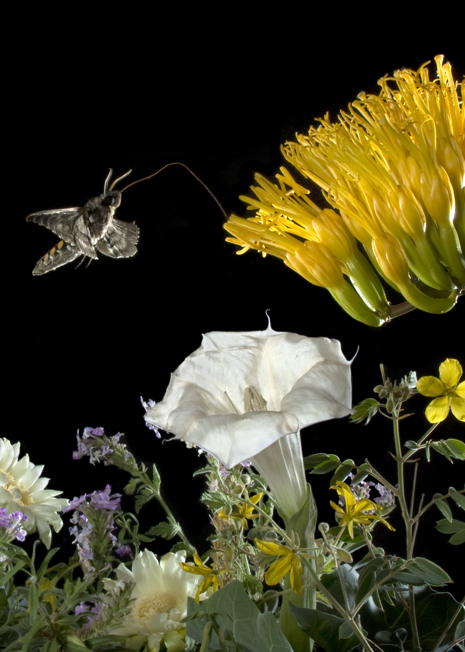 Moth hovers near bright yellow flower seeking nectar