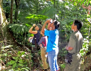 Researchers observe black macaques in the forest