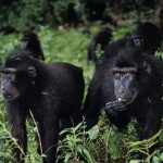 a group of black macaques in Indonesia