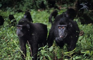 a group of black macaques in Indonesia