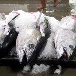 Big eye tuna on ice