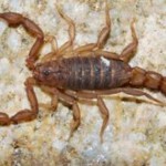 The newly discovered scorpion species Vaejovis brysoni.