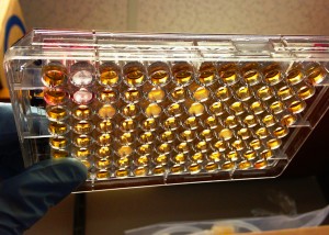 Gloved had holds plate with dozes of tiny wells of reddish orange hue