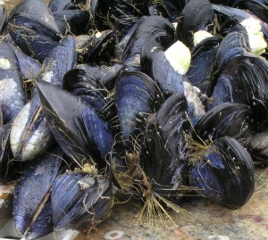 Clust of mussels anchored by byssal threads