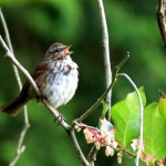 Song sparrow singing in his territory.