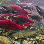 A dolly varden trout swims under dozens of sockeye salmon