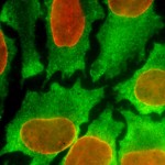 Lab image of cells