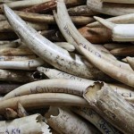 Elepaphant tusks.