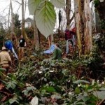 Students conduct restoration work in gully