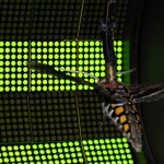A hawkmoth is tethered in a circular flight arena and surrounded with an LED display system.