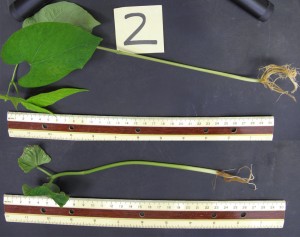 A bean plant treated with hydrogen sulfide is much larger at two weeks growth than an untreated plant.