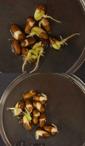 bean seeds treated with hydrogen sulfide and untreated seeds