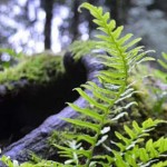 Ferns and moss on a nurse log.