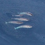 Narwhals in the Arctic.