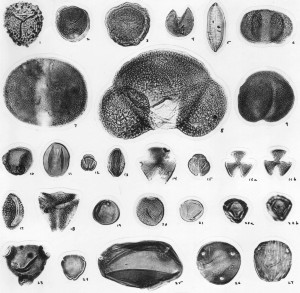 Two dozen pollen grains, magnified