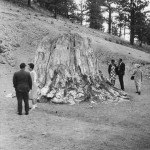 Five people gather around the base of a large petrified stump twice as tall as they are