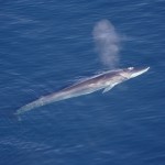 fin whale