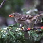 Bird sits on brach had red chili pepper in beak