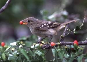 Bird with berry in its mouth perches on branch