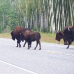 Bison walk down paved road through wooded area