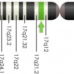 The BRCA1 gene location on chromosome 17.