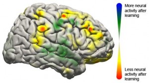 BCI brain image showing activity changes