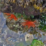 Several many-legged starfish in water at base of kelp covered boulder