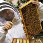 Evan Sugden, a UW biology instructor, got funding to support a beekeeping class and a campus hive.