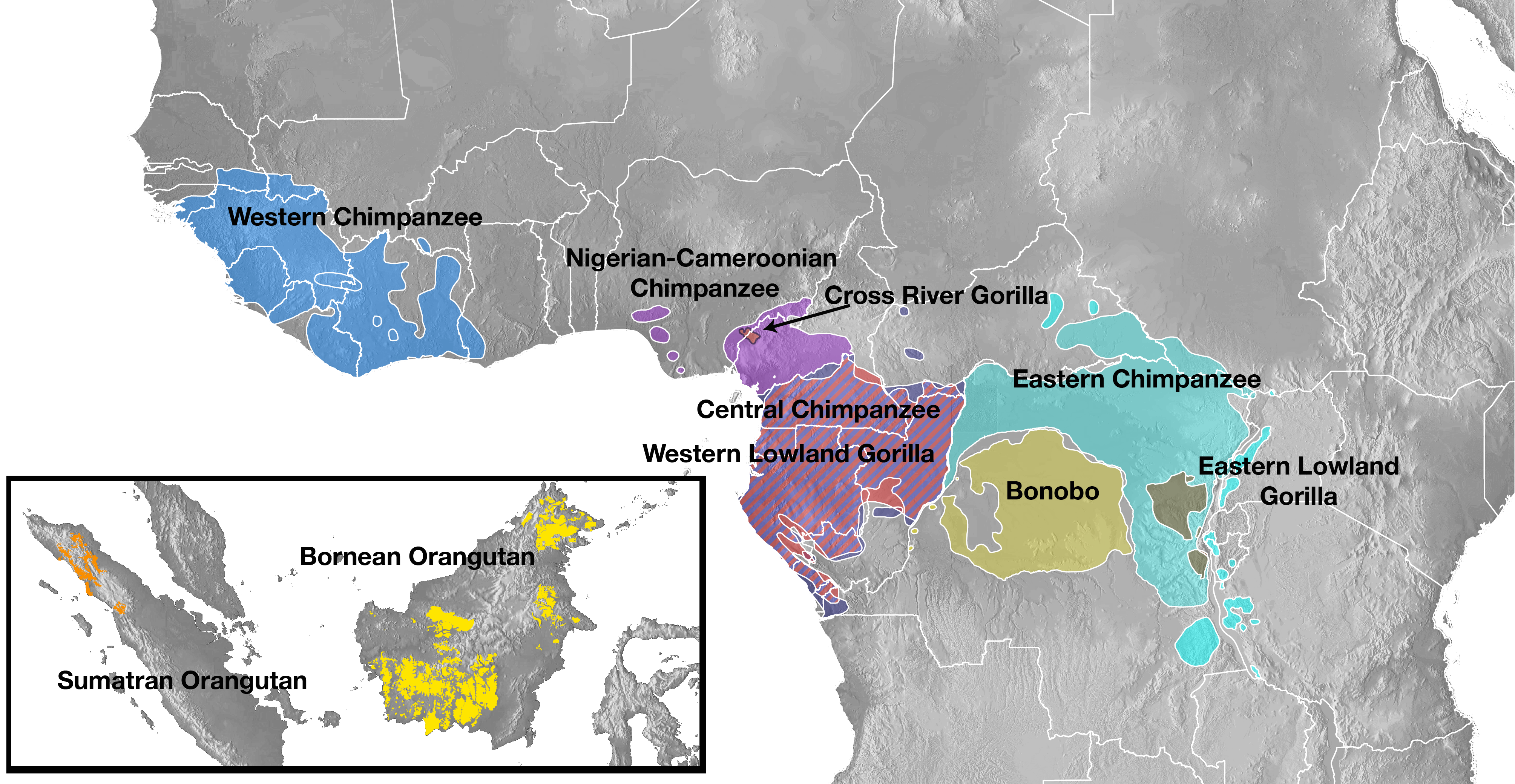 map of great ape distribution