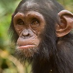 Belinga, a great ape
