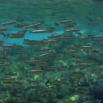 school of sardines