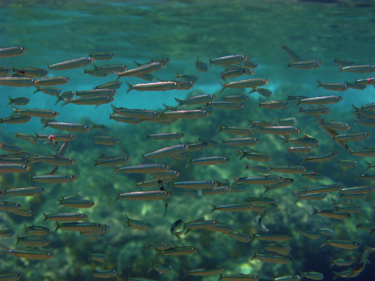 school of sardines
