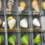Part of a shell collection donated to the Burke Museum.