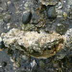 Two barncle-covered oysters in seawater