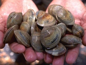 Two hands full of clams