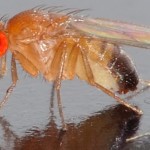 A small fruit fly