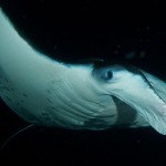Side view of manata ray swimmming