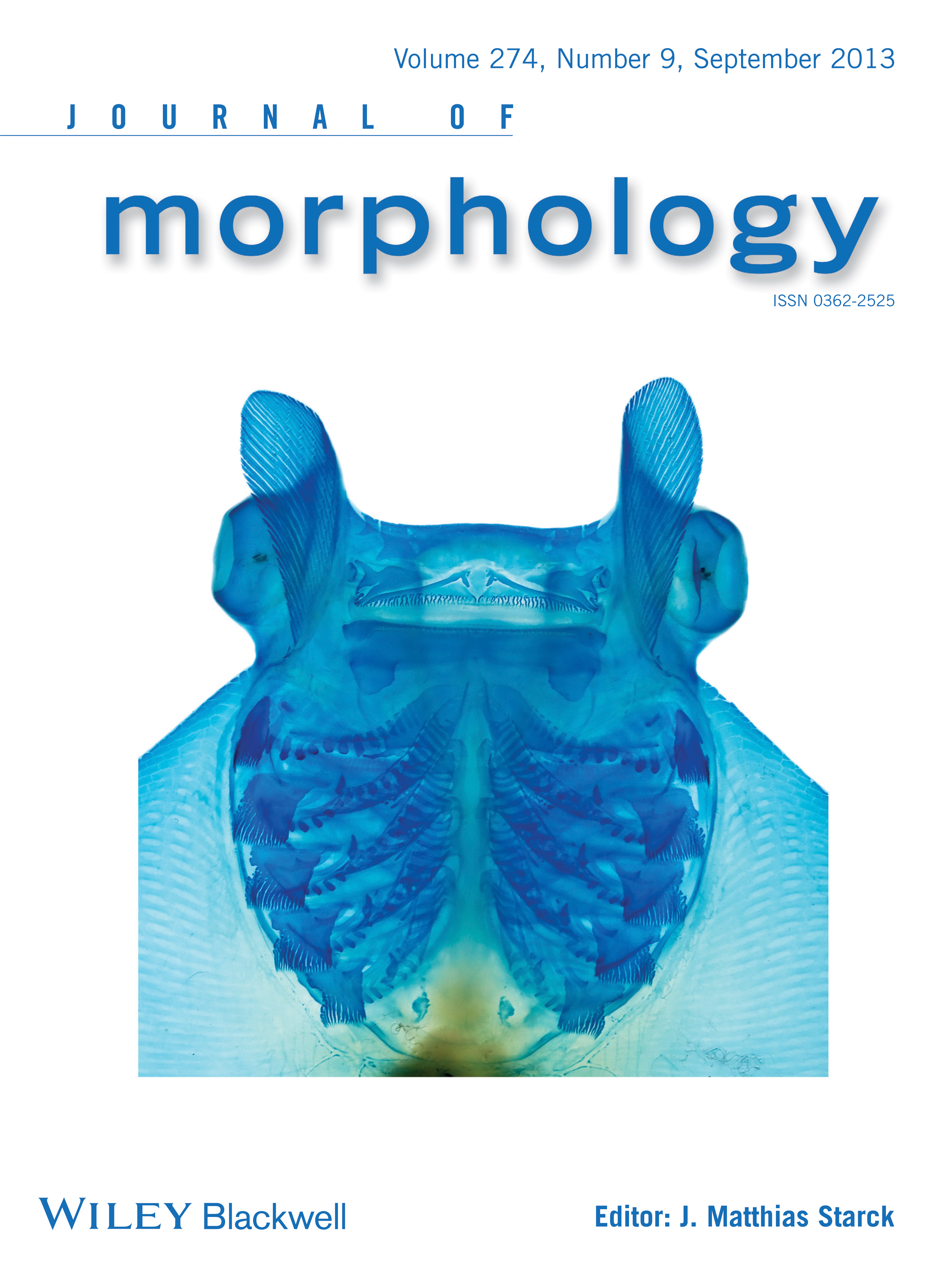 See-through illustration of ray head