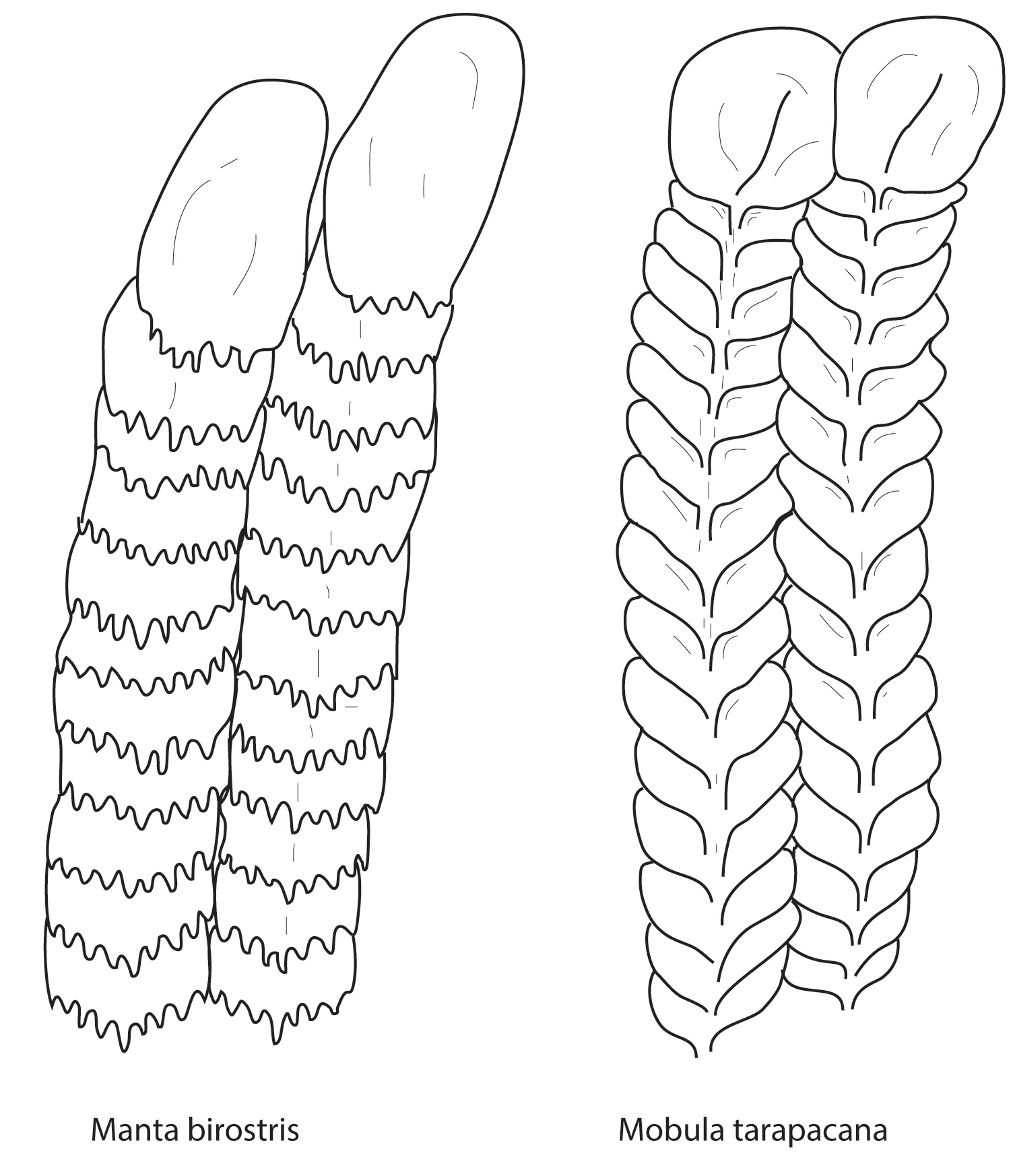 Drawings of parts of filters